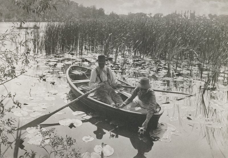 Gathering Waterlilies