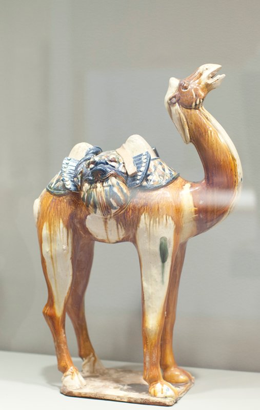 Camel