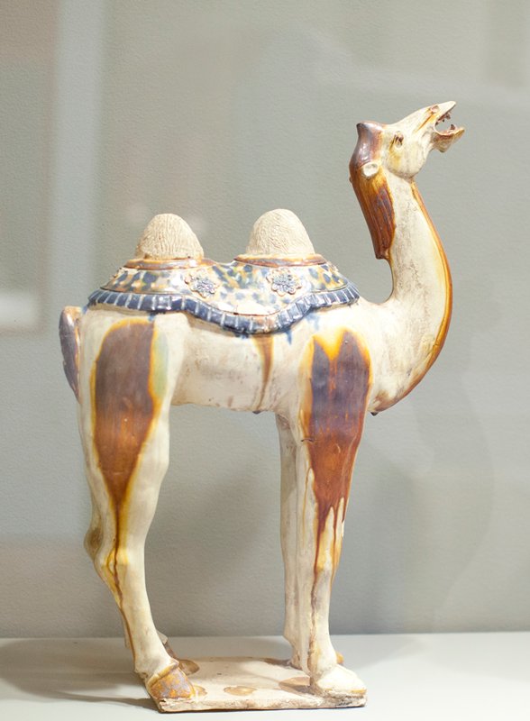 Camel