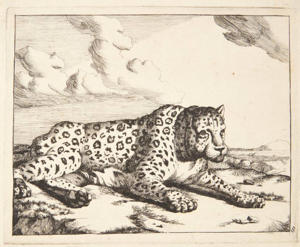Liggende leopard, vendt mod højre
