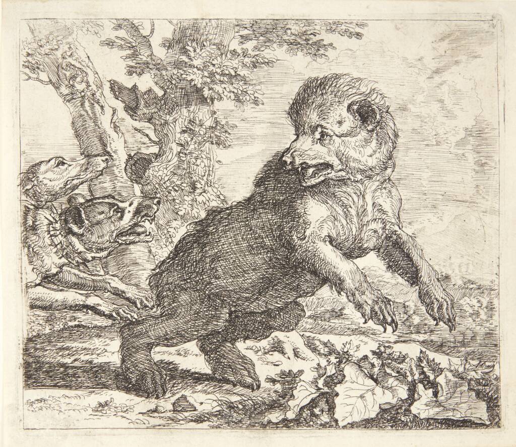 Bjørn jagtet af hunde