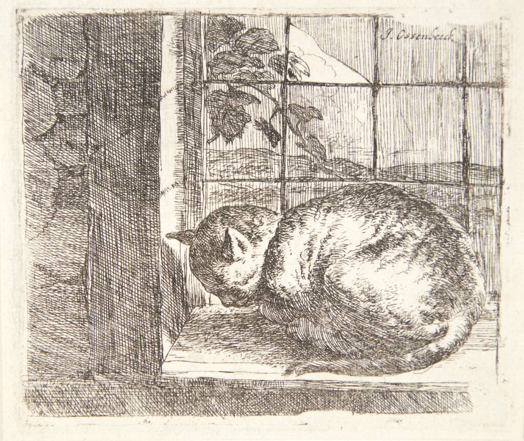 Liggende kat i et vindue