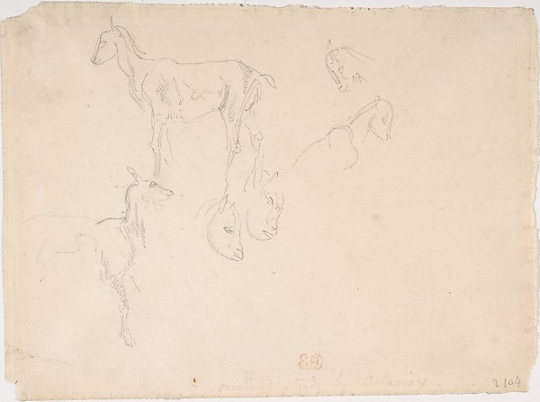 Studies of a Goat