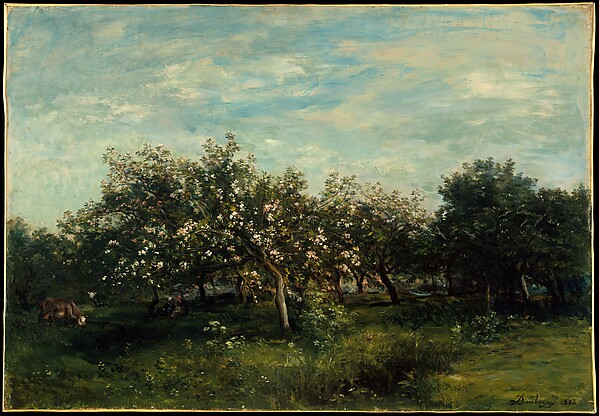 Apple Blossoms