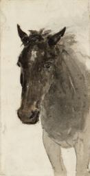 Head and Shoulders of a Horse