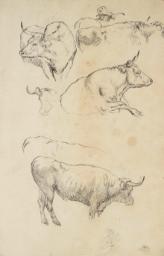 Study of Cows