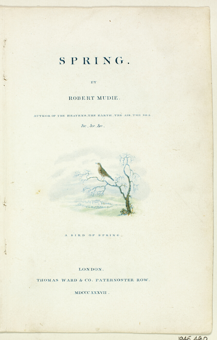 A Bird of Spring