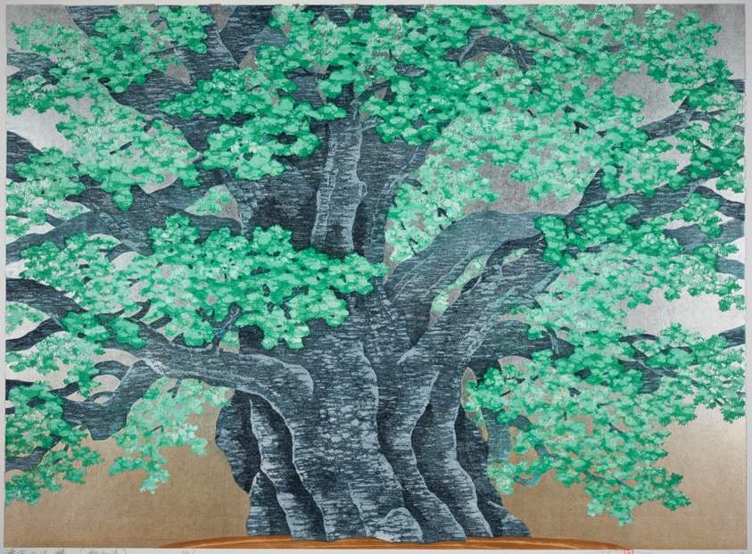 Giant Camphor Tree at Seida (Aichi Prefecture) (Seida no okusu [Aichi ken])