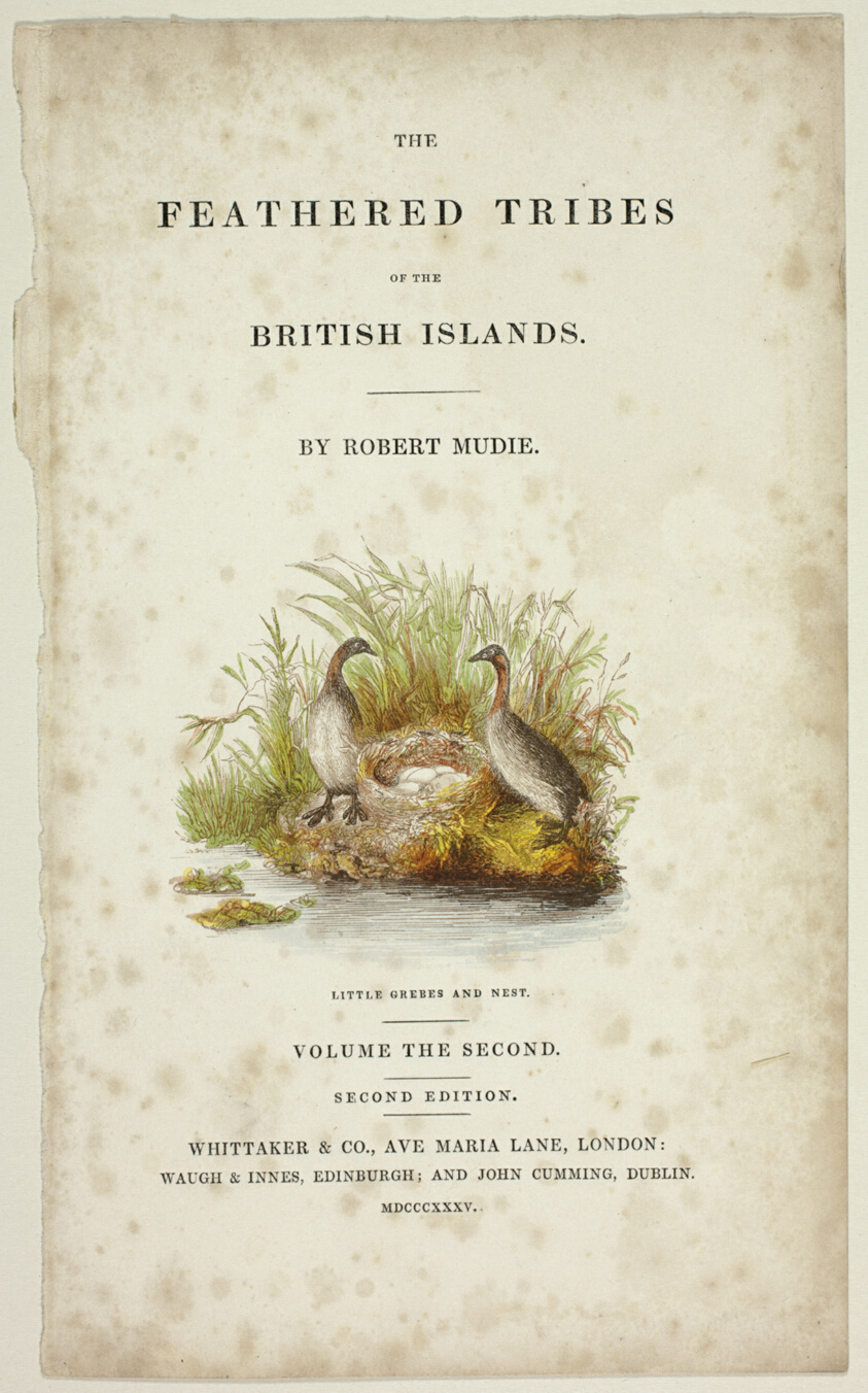 Little Grebes and Nests, from The Feathered Tribes of the British Islands