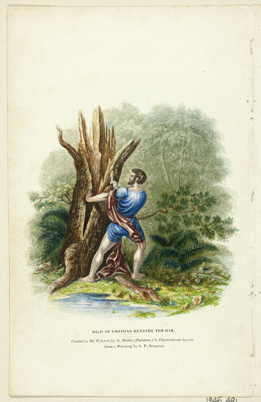 Milo of Crotona Rending the Oak