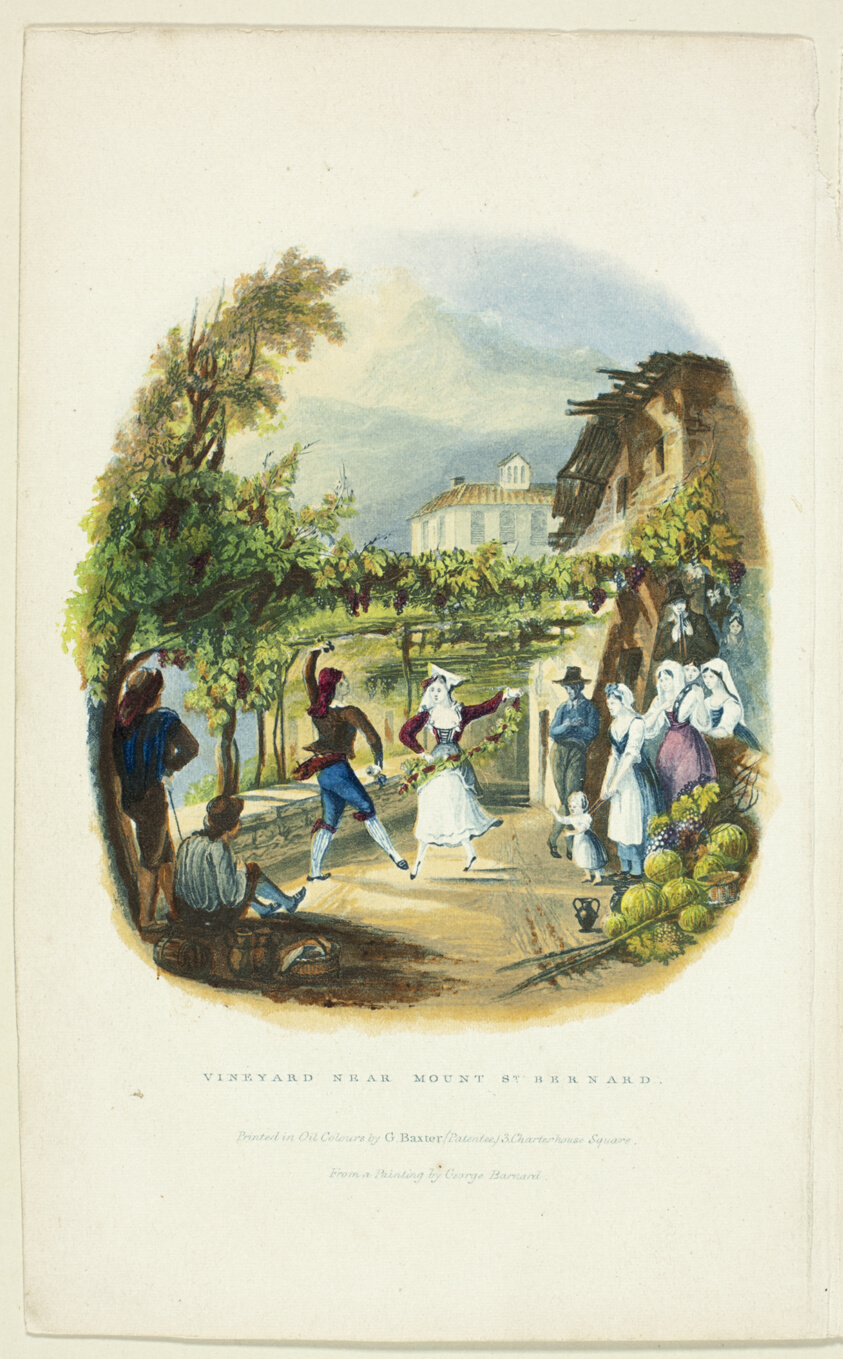 Vineyard near Mount St. Bernard