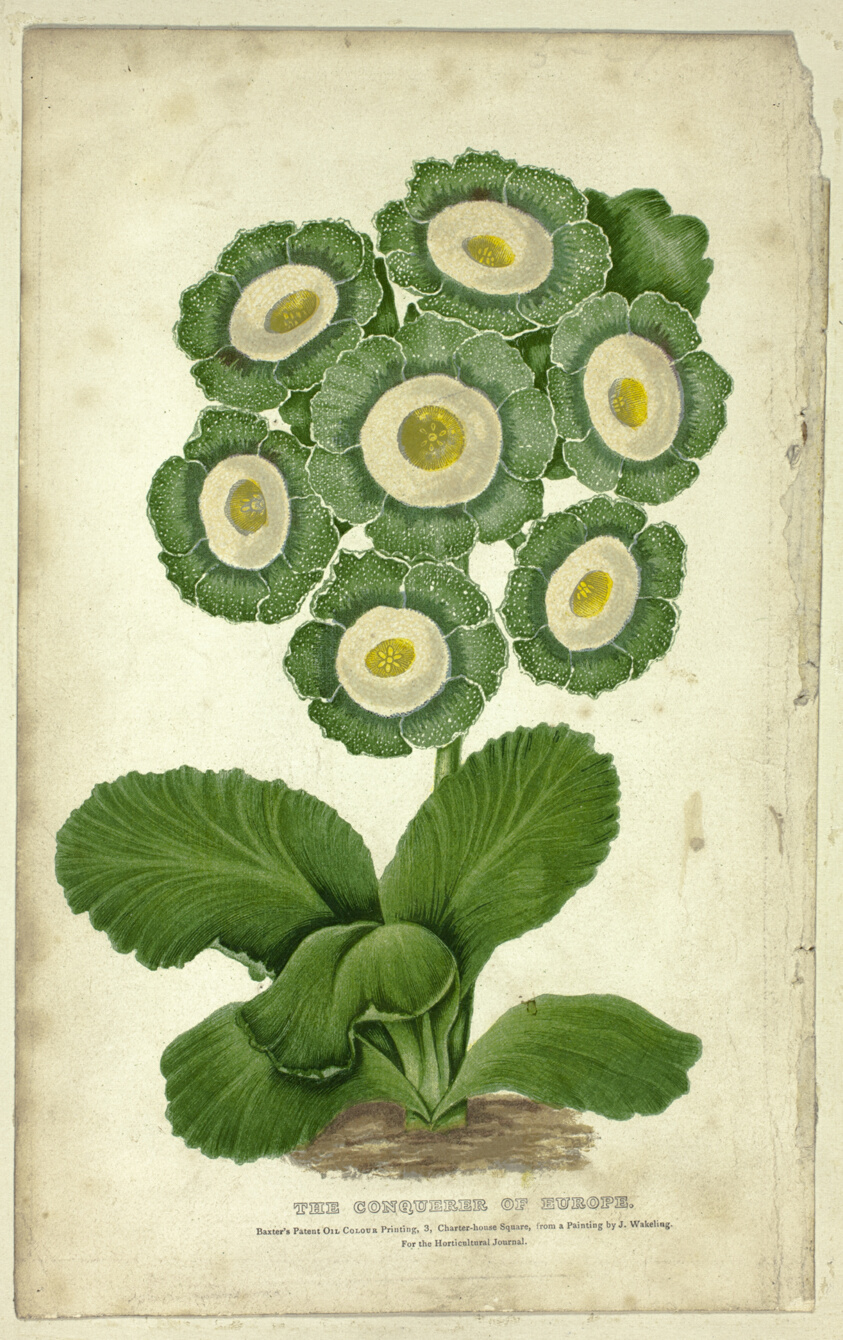 The Conqueror of Europe (Auricula)