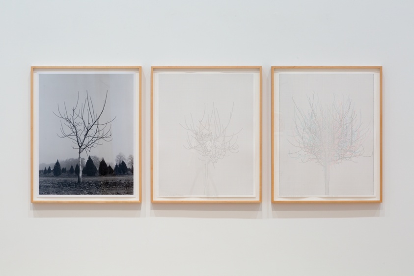 Walnut Tree Orchard: Set 9