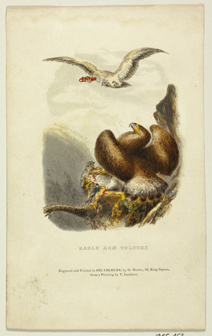 Eagle and Vulture