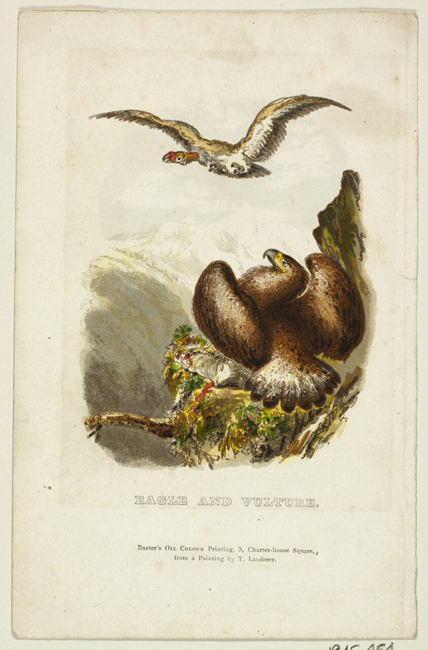 Eagle and Vulture