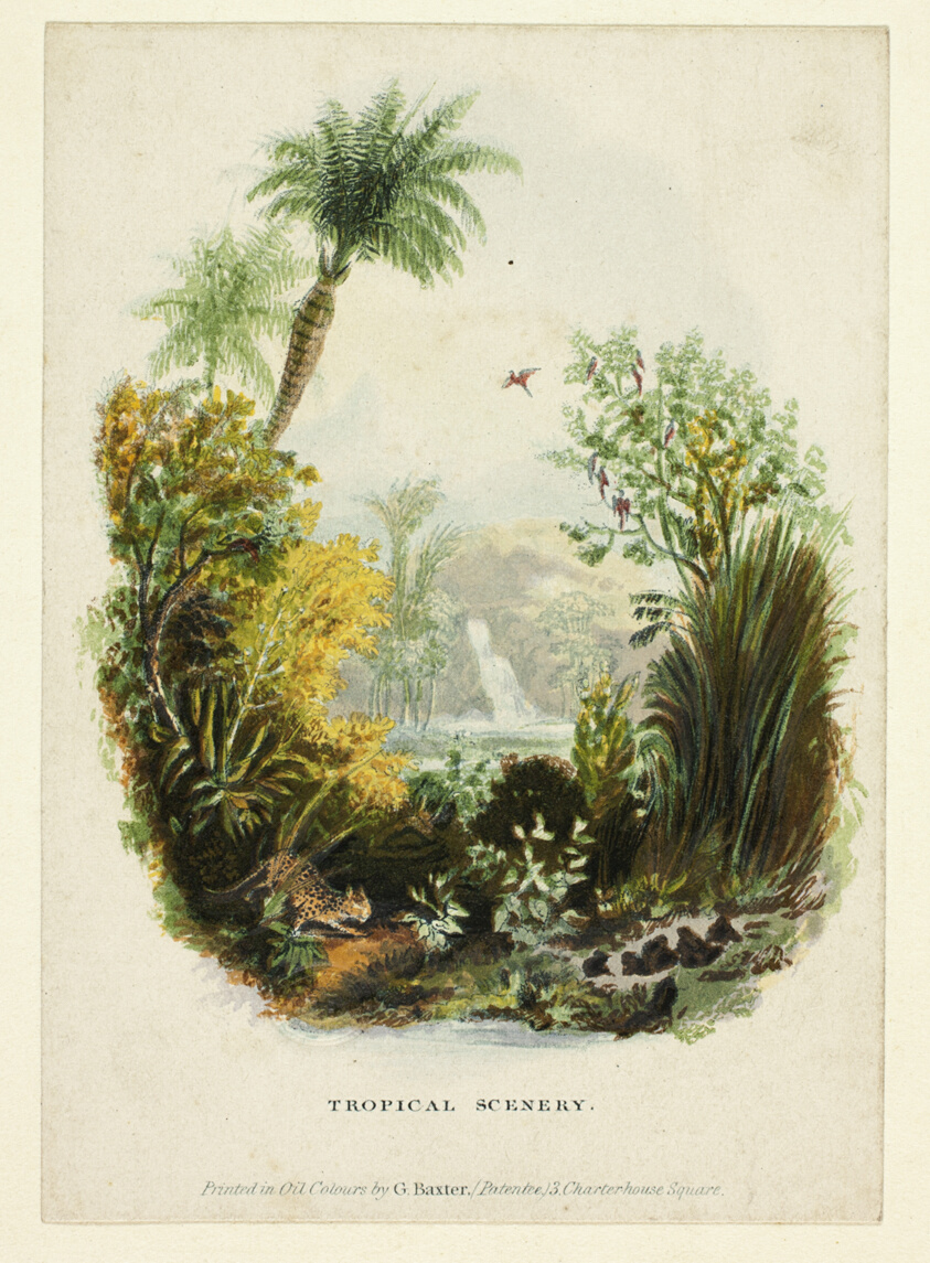 Tropical Scenery