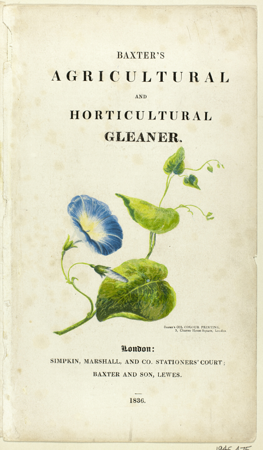 Convolvulus Leaves, Flower, and Bud, from Baxter's Agricultural and Horticultural Gleaner