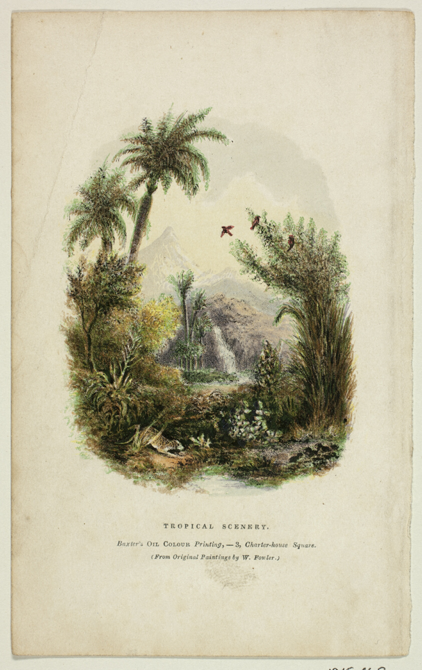 Tropical Scenery