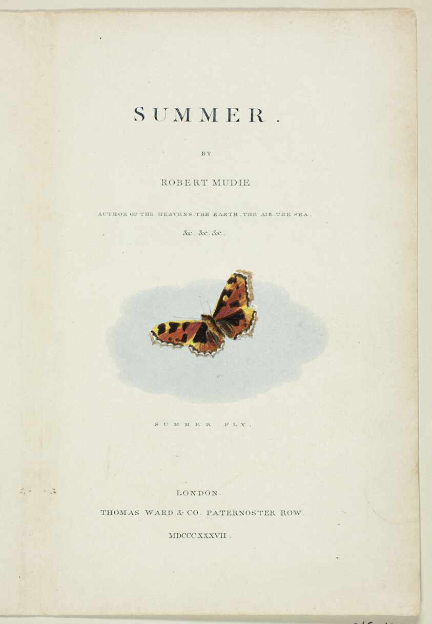 Summer Fly