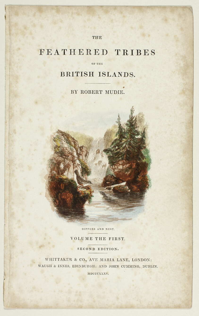 Dippers and Nest, from The Feathered Tribes of the British Islands