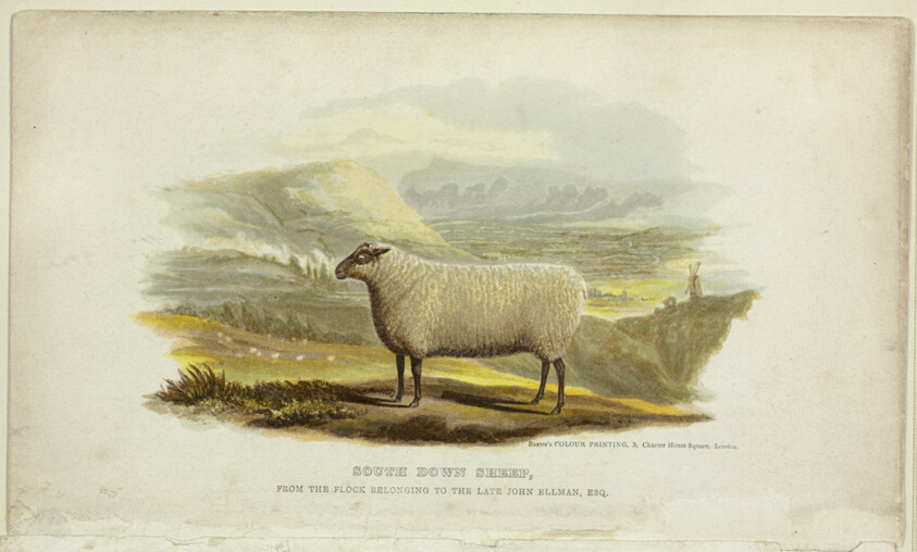 South Down Sheep