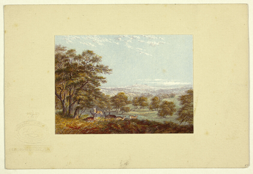 View from Windsor Forest