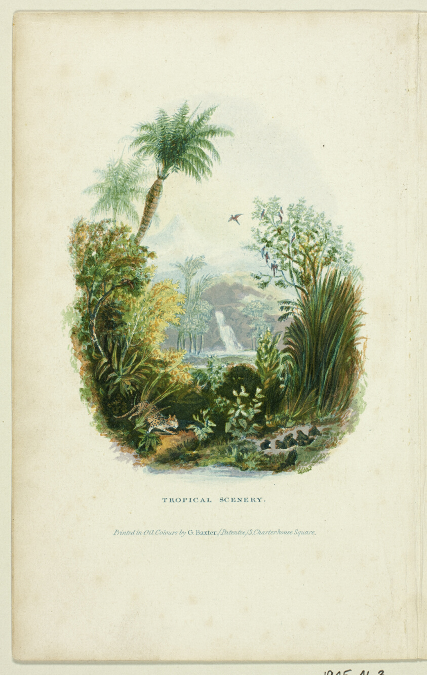 Tropical Scenery
